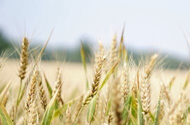 Close-up of a wheat field under a bright summer sky, perfect for agriculture and landscape themes.